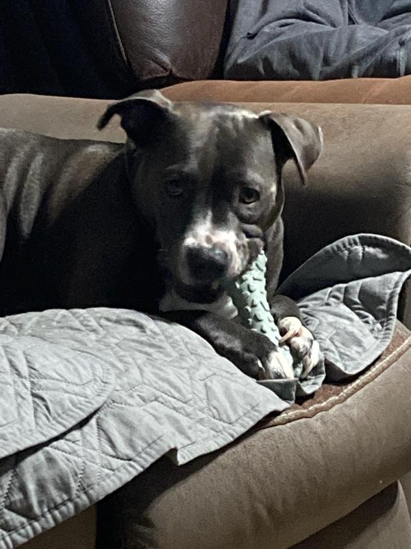 Luna taking it from chair to chair to chew on in a new location.