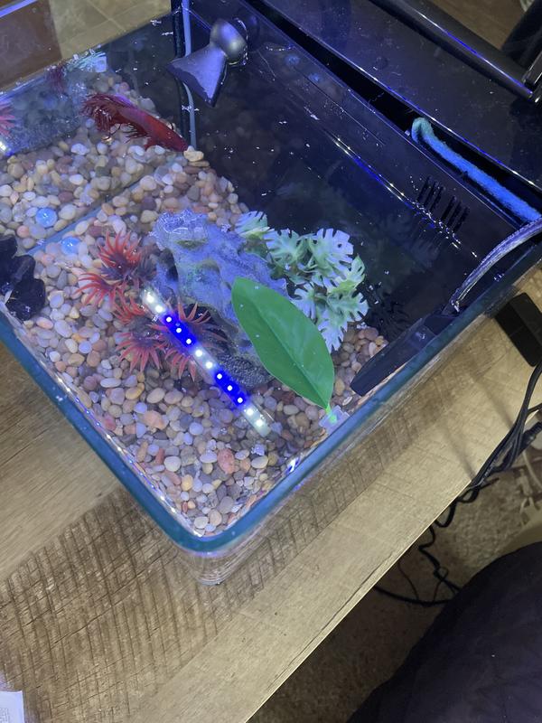 Betta bed leaf hammock petco sale