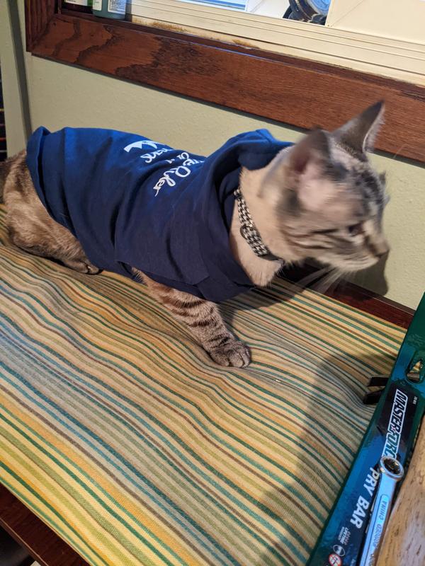 Supreme hoodie hotsell for cat