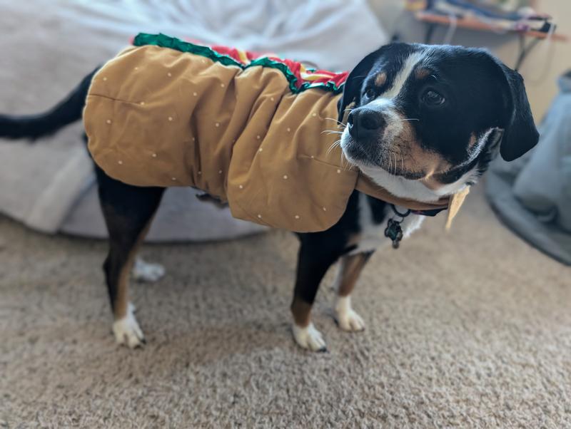 Photo - commentaire 1.