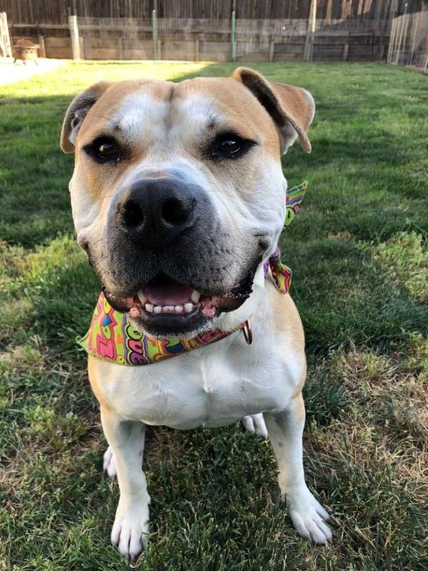Frisco, my new foster pooch