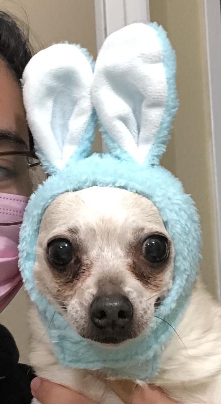 Bond & Co. Blue Bunny Bonnet Pet Cap, X-Small/Small