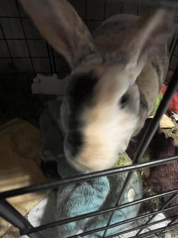 Forgot to take a picture of the project so here’s the rabbit that ate it
