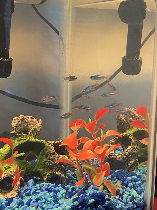 Neon Tetra. – Bay Bridge Aquarium