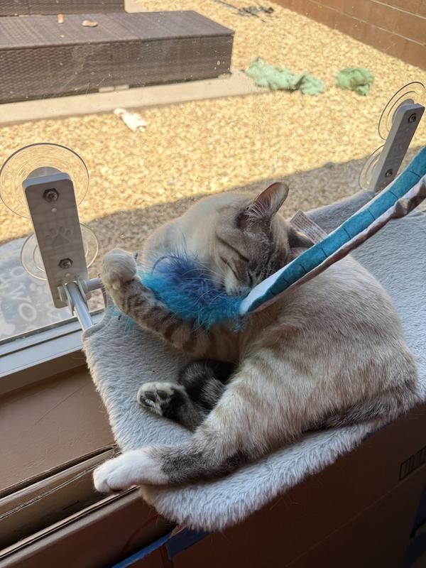Kitty fun