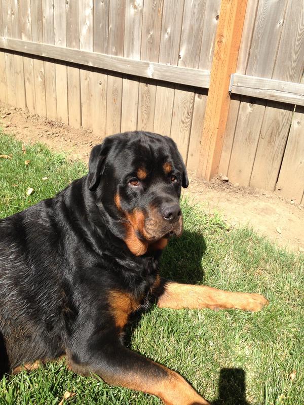 grizzly