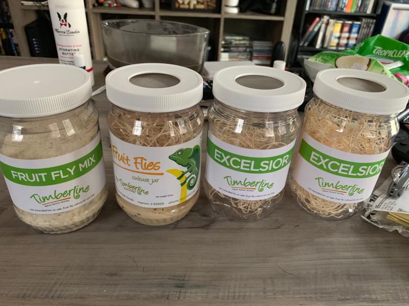 Flightless Fruit Flies For Sale Culture Kit Petco