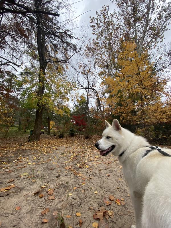 Large akita wholesale breeders