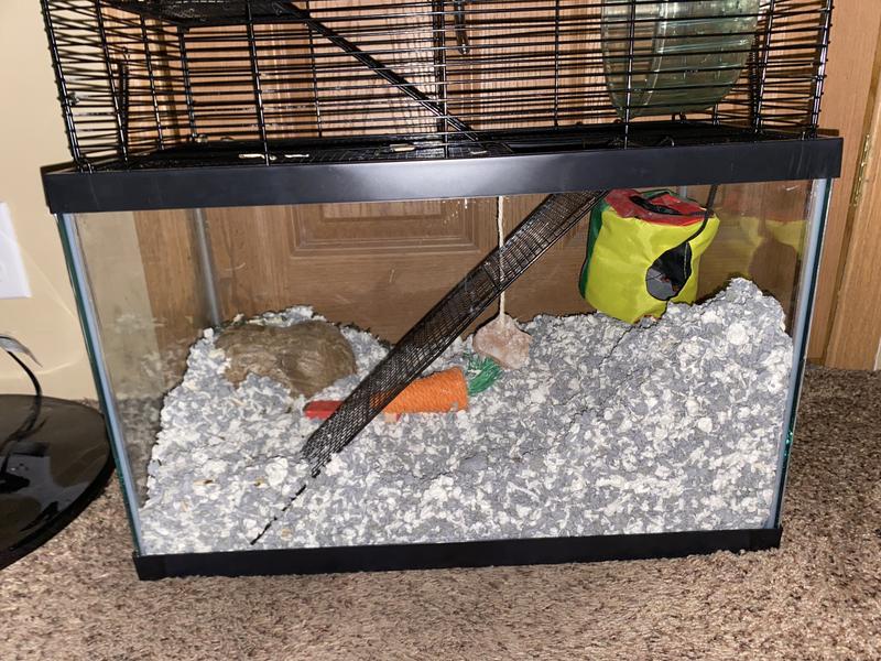 Hamster 10 gallon tank hotsell