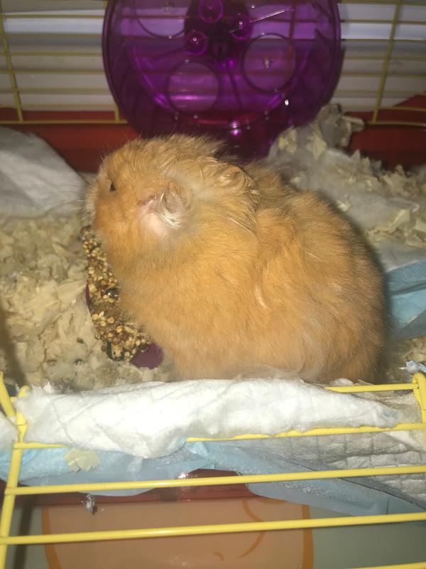He’s fluffy not fat