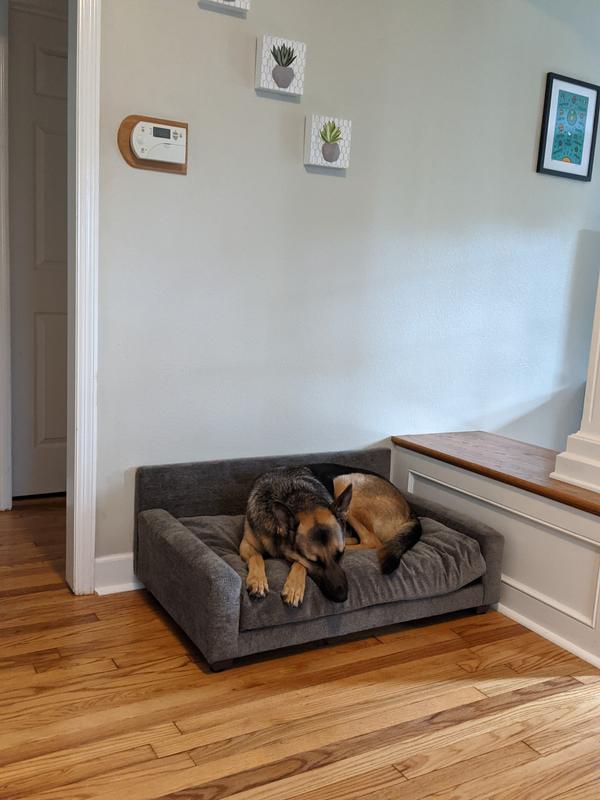My 70 lb GSD is a fan of his sofa!