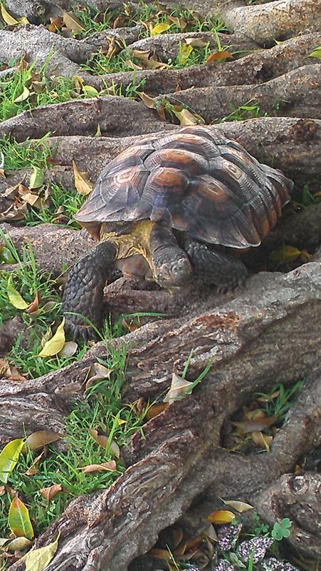 Petco tortoise outlet food