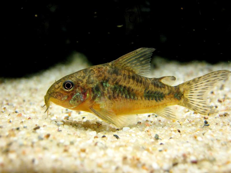 Petco bottom feeders hotsell