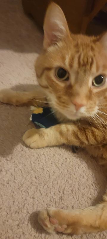 Cuddle times before attack times