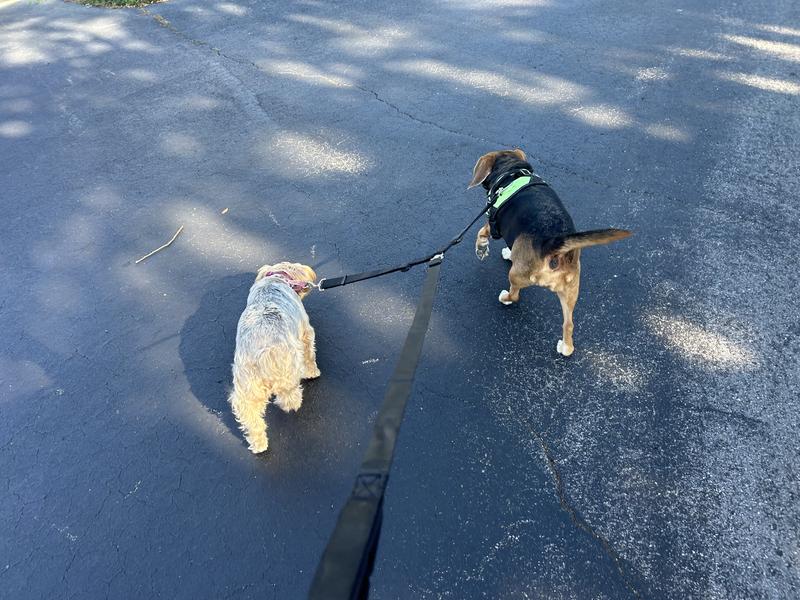 Not thrilled with the hat Mom!  The other two were from my last product, the coupler leash.  They love it!