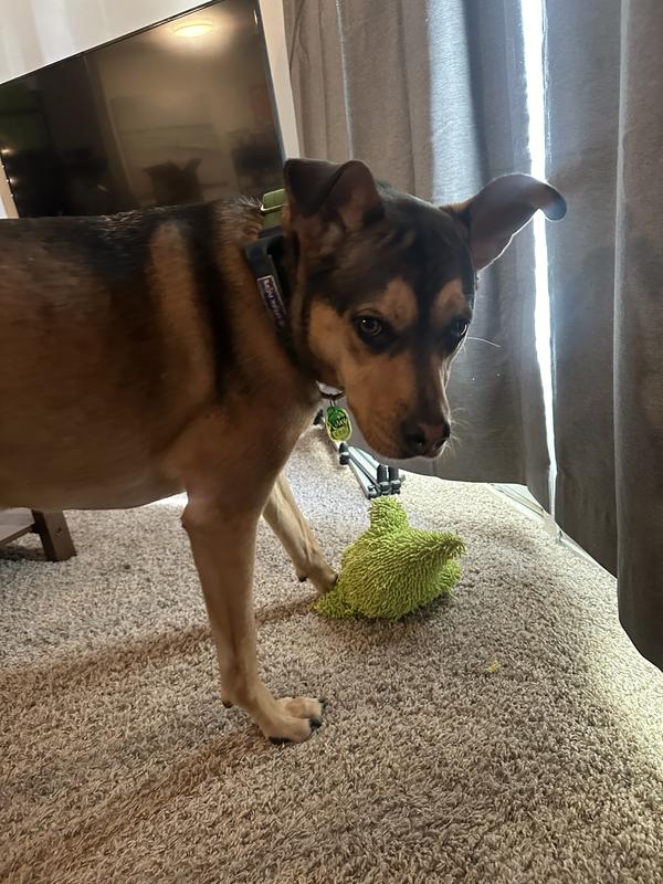 Mighty Micro Ball Triceratop Dog Toy, Medium Petco