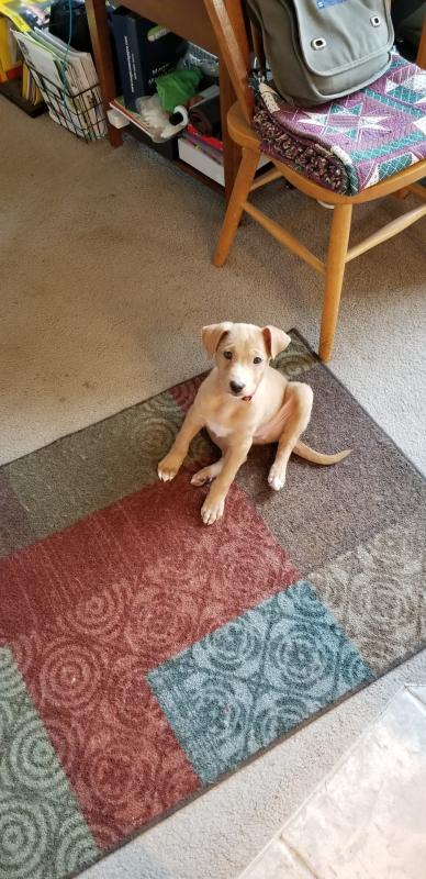 Jaxson, 8wks old