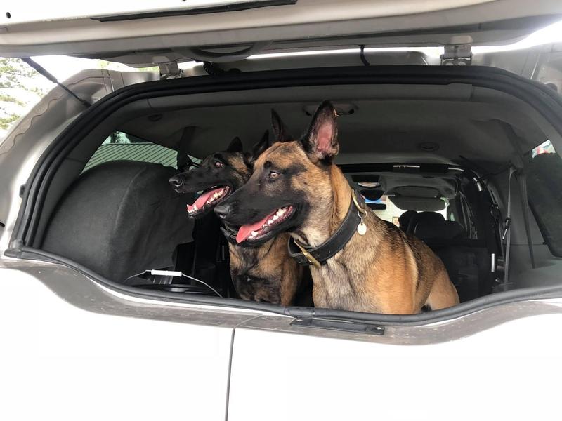 Tempa and Fiona. Belgian Malinois.