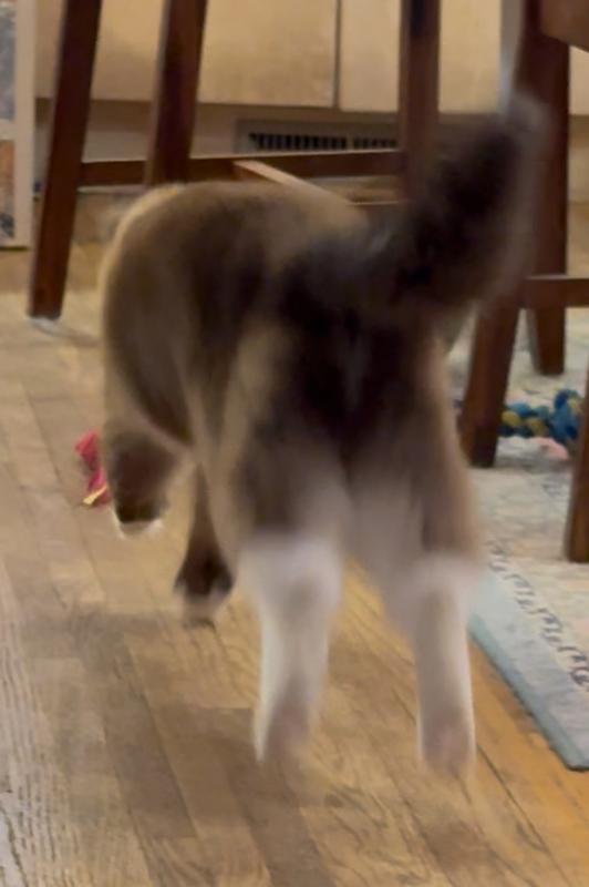 Pouncing on Mr Squid