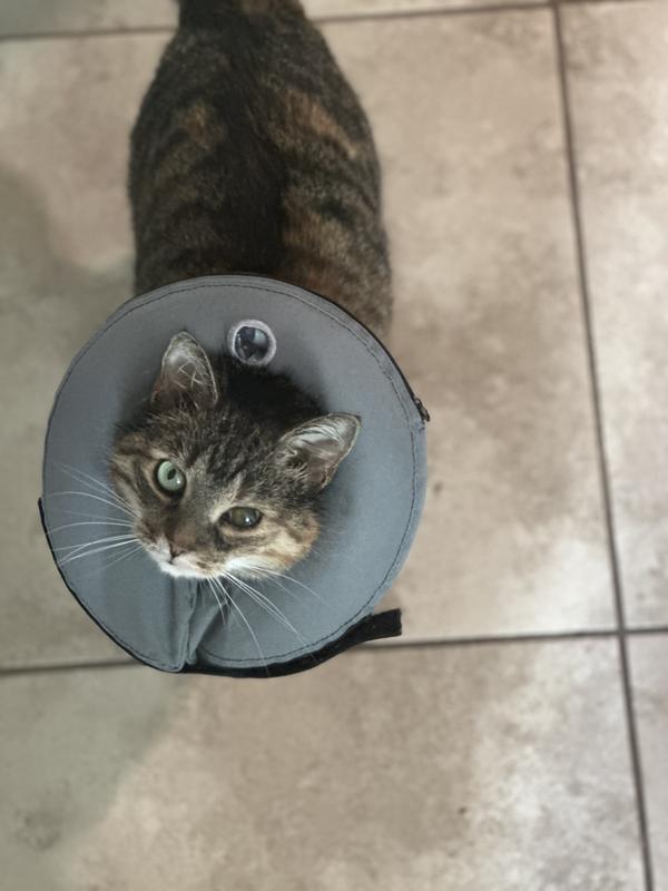 Petco clearance cat cone