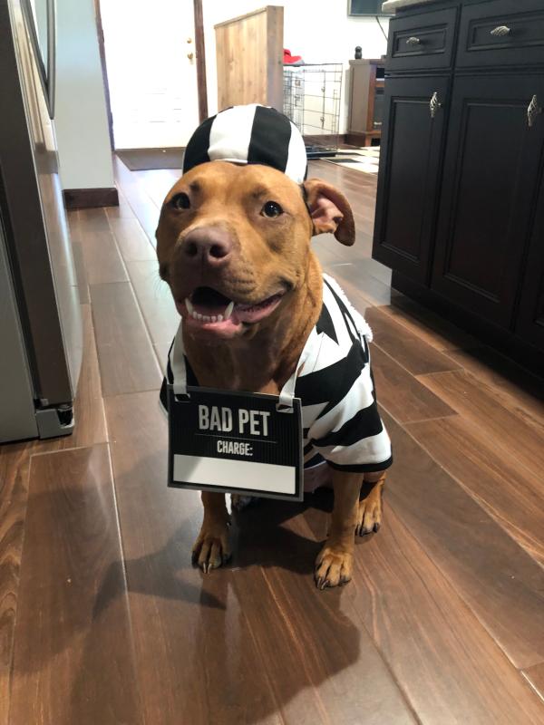 jail dog costume