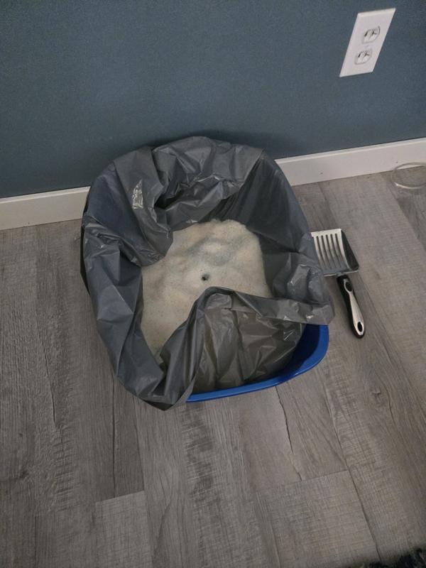 After going to the bathroom and covering up half the litter.