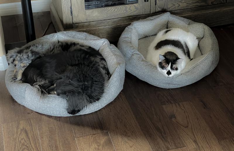 Harmony store pet bed