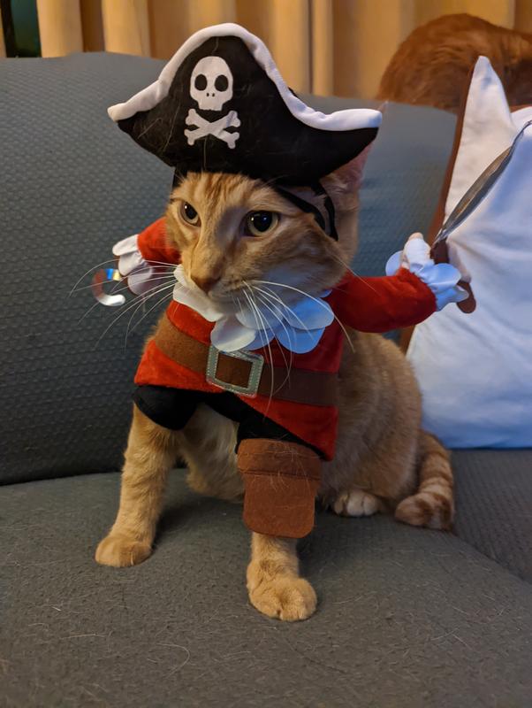 Cat pirate clearance outfit