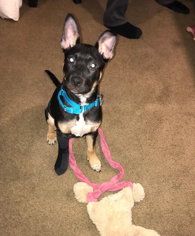 Good2Go Martingale Dog Collar, Teal, Medium Petco