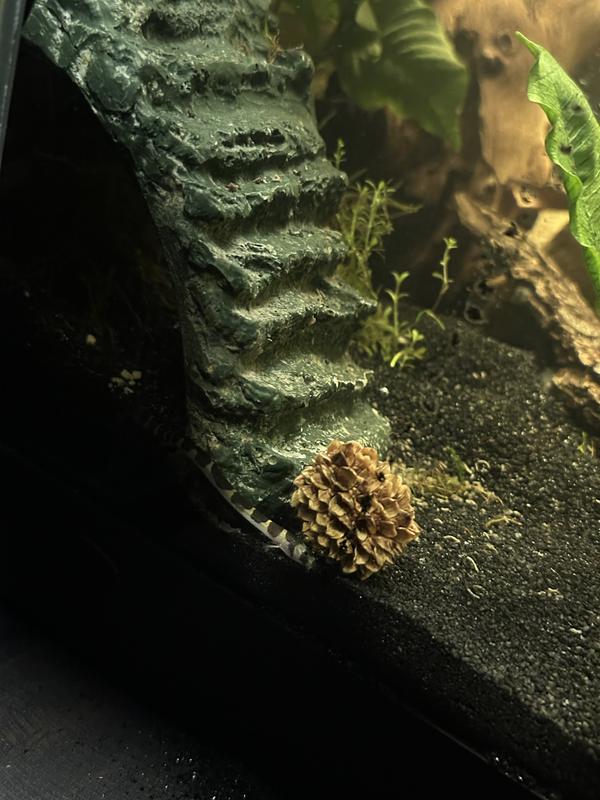My 20 gallon and one of my loaches :)