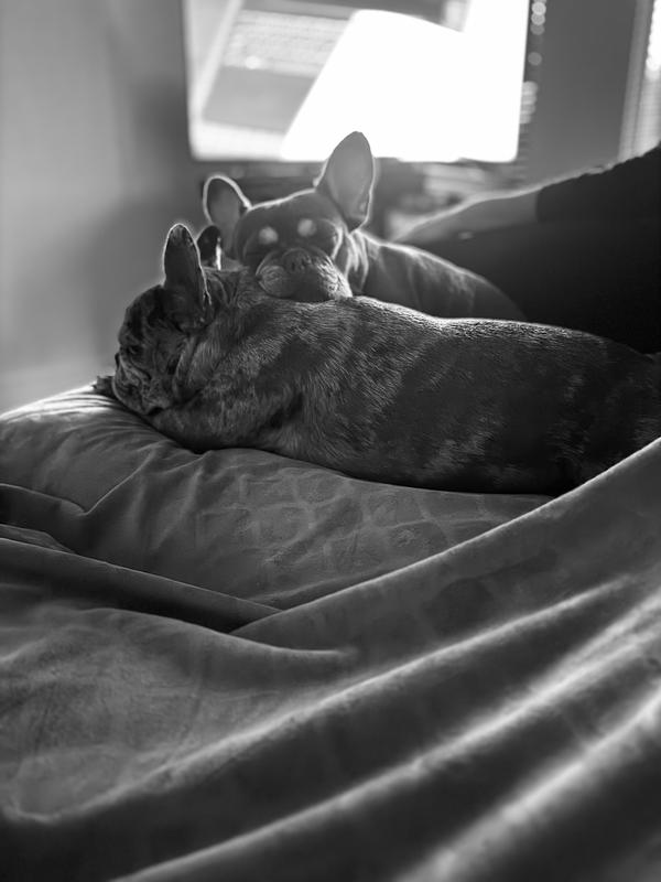 My pups