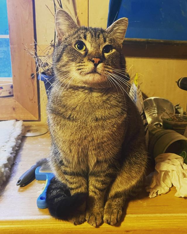 World's Best Original Series Lavender Scented Multi Corn Cat Litter, 8