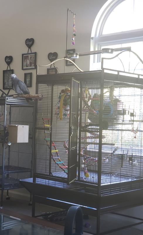 You Me Standing Parrot Cage Petco