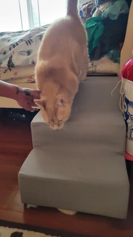 Lazy cat