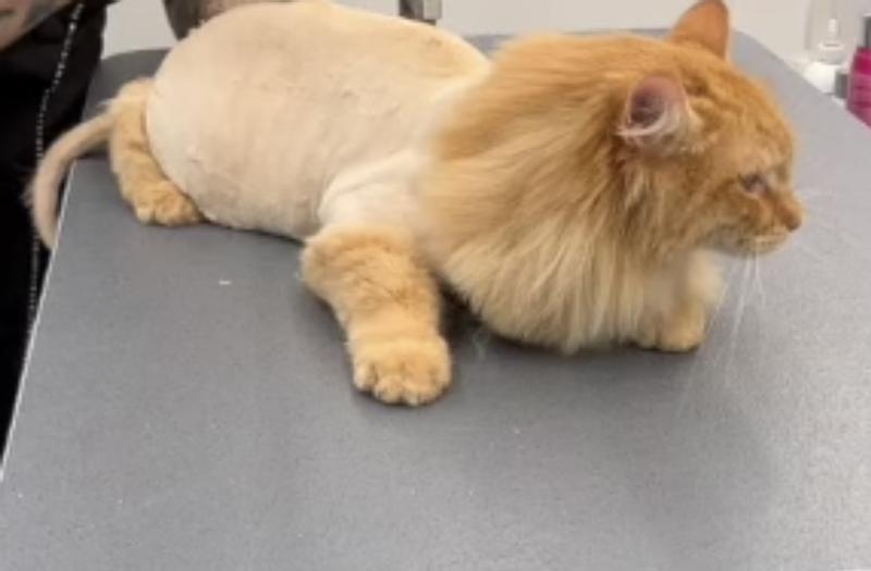 Tiger after the trim