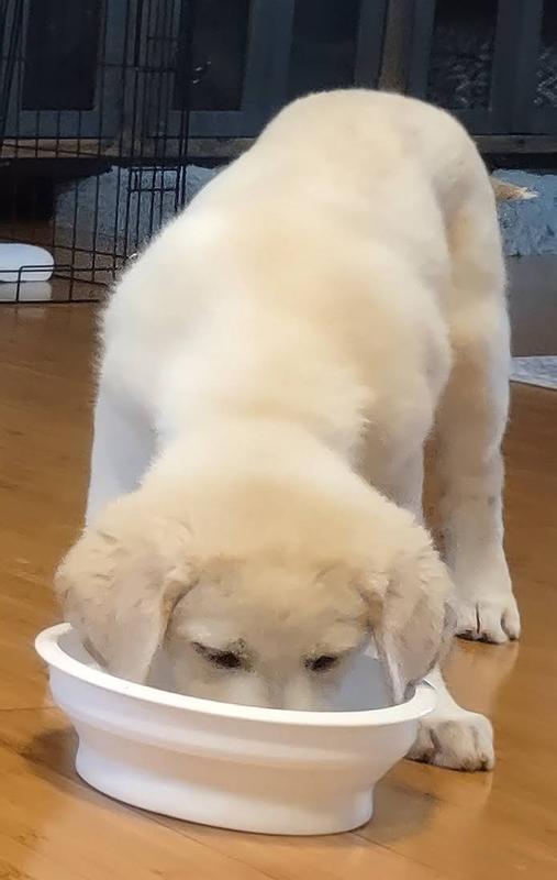 Nom Nom Nom