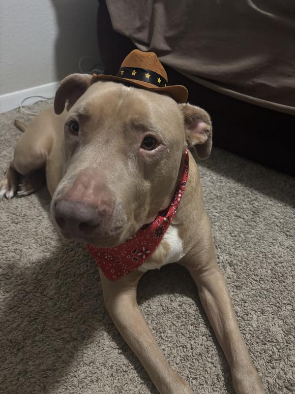I’m ready to go to the rodeo