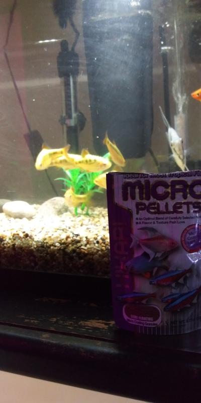 They know its time for food time!