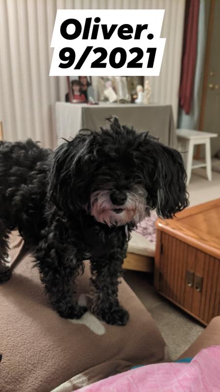 My 18 year old poodle mix Oliver.