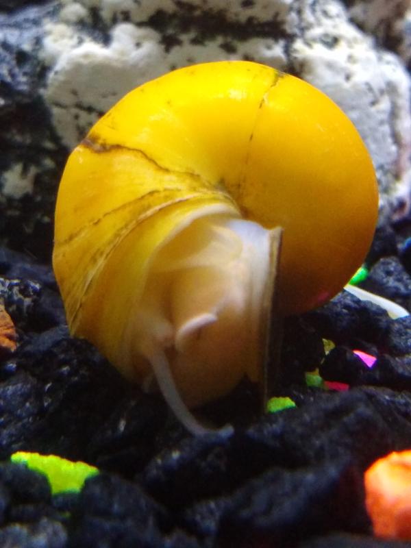 Gold Inca Snails for Sale: Order Online | Petco