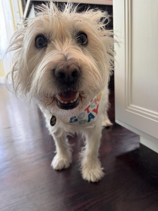 bandana