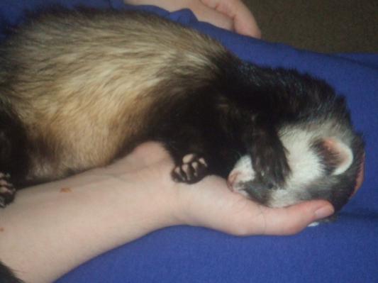 Zupreem ferret on sale