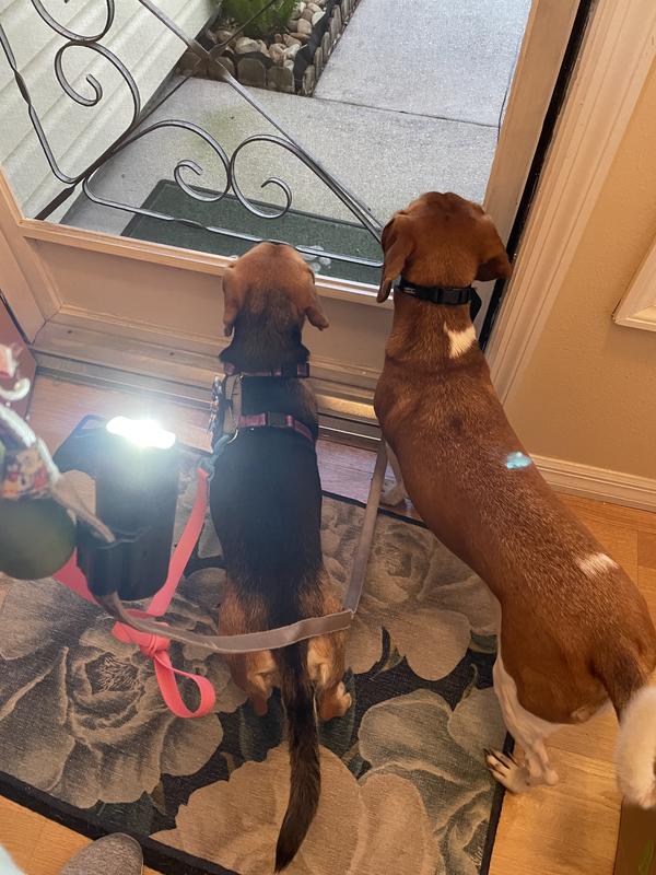 Reddy Dog Waste Bag Dispenser & Flashlight, Small Black