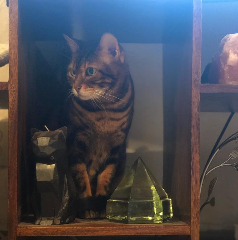Food thief