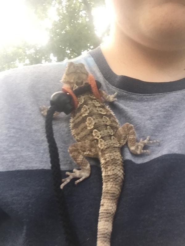 T-Rex Small Reptile Comfort Leash