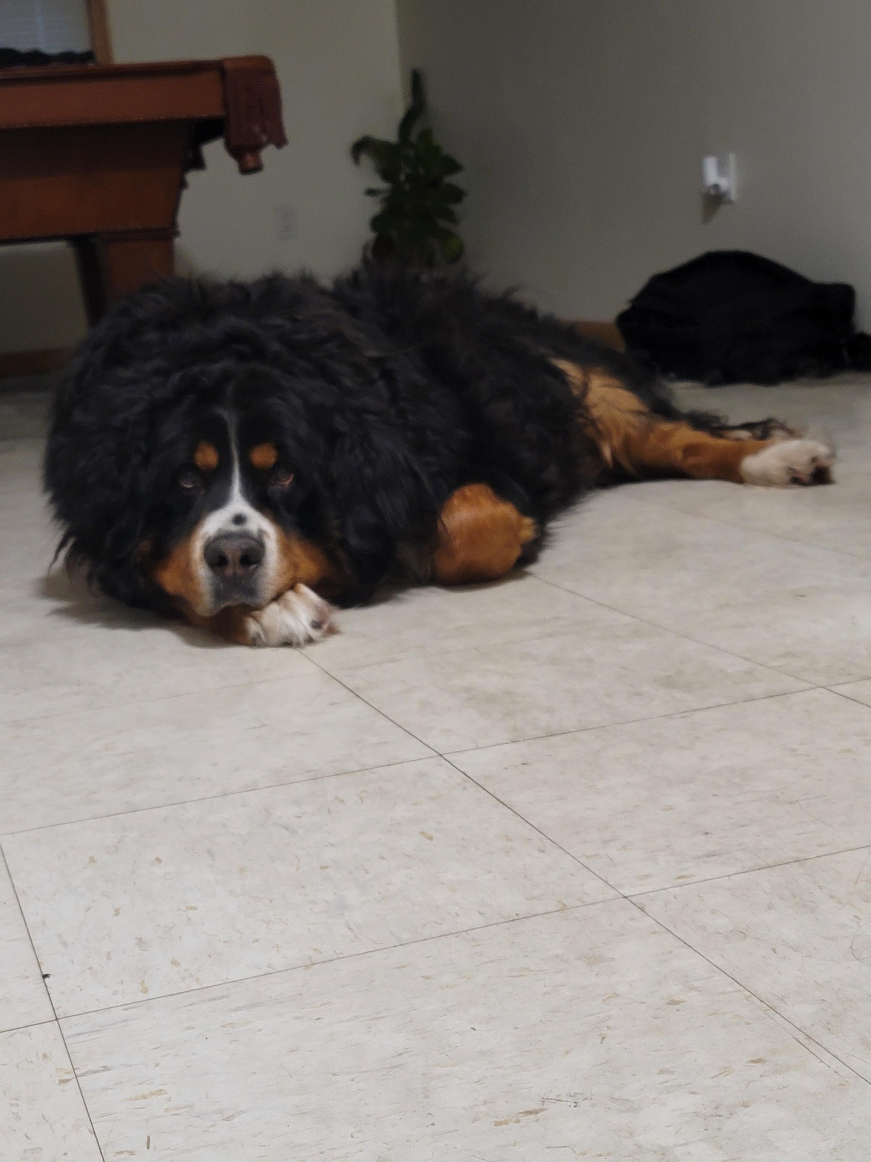 Well Good Prostyle Mat Remover with Adjustable Blades for Dogs