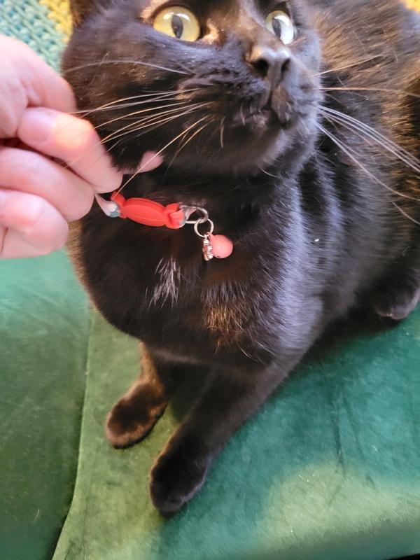 Gerty in her new collar
