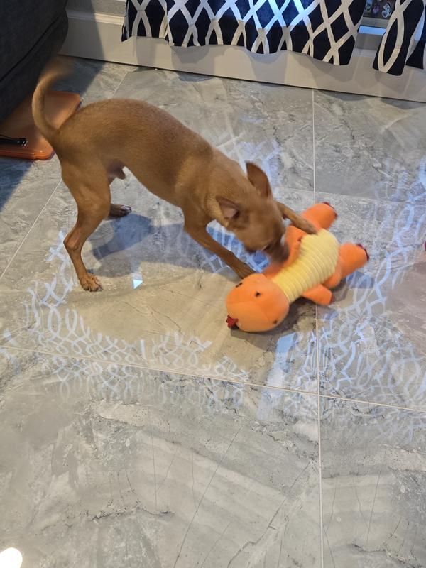 Playing with dino