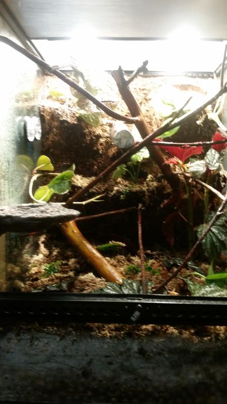 Bioactive set up with live plants