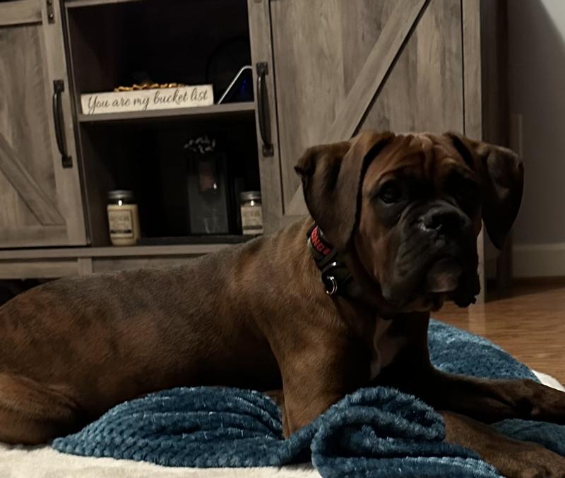 Petco royal hotsell canin boxer